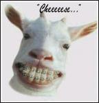 roubla hit hna mafia dial ait kiwan